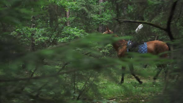 Woman on Horseback Riding in the Forest, Horse Walk Along a Forest Path, Horsewoman Ride on a Horse