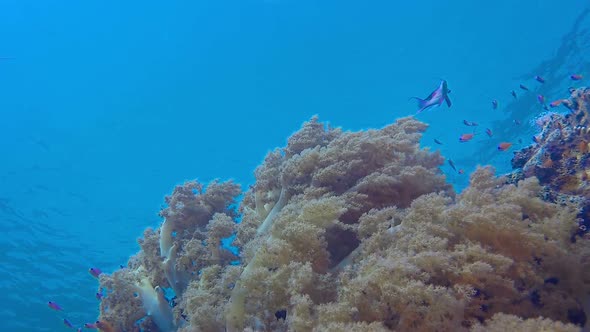 Broccoli Soft Coral and Blue Water