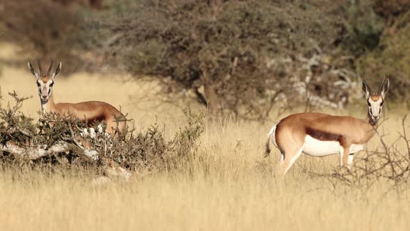 Springbok Antelopes In Natural Habitat