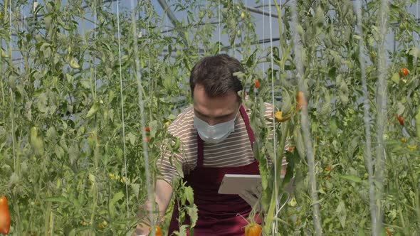 Masked Farmer Working in Greenhouse with Tomatoes