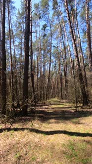 Vertical Video of the Forest By Day