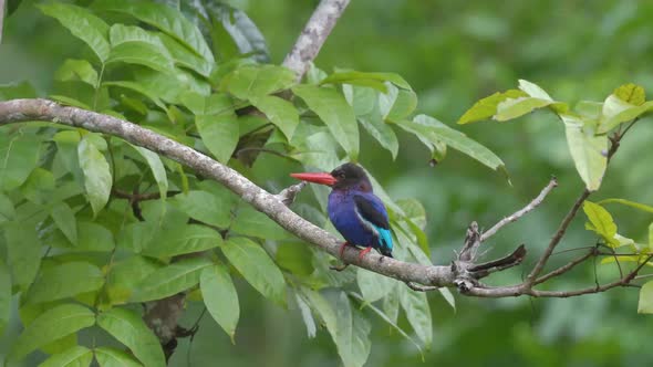 javan kingfisher perched on a branch with green leaves background