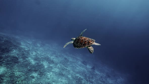 Sea Turtle Slowly Swimming in Blue Water Through Sunlight