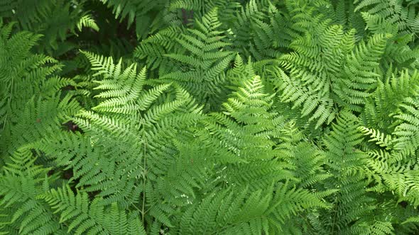 Natural fern pattern. Background with young green fern leaves.