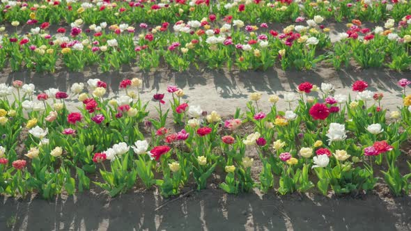 Double Tulips Planted in Long Rows on Sunny Spring Day