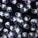 Eggs with Mollusca Nudibranchia embryos under a microscope, possibly Superfamily Fionoidea - VideoHive Item for Sale