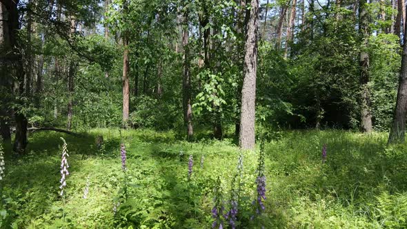 Beautiful Green Forest on a Summer Day Slow Motion