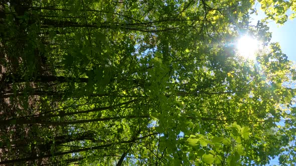 Vertical Video of the Forest in the Spring on a Sunny Day