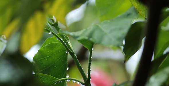 Rain On Leaves Changing Focus 4