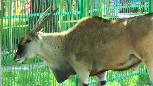 Male Antelope Eland in the Paddock