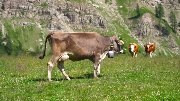 Cow Walks in the Middle of the Mountains in Summer