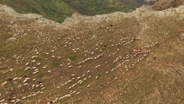 Aerial View of the Sheep Herd in the Mountains Mountain Landscape and Sheep Grazing