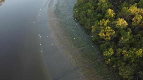 Egret birds habitat at mangrove swamp