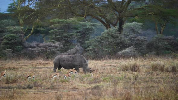 White Rhino Grazing In Lake Nakuru Kenya