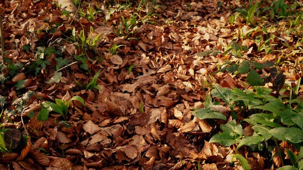 Moving Over Woodland Path Covered In Fall Leaves