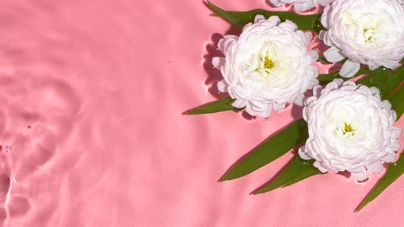 White Flowers Isolated on Pink Rose Background Water Surface Ripples and Splash