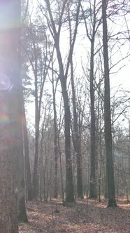 Vertical Video of an Autumn Forest During the Day