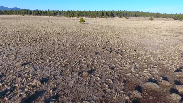 Flying Across Desert Field Towards Lone Pine Tree