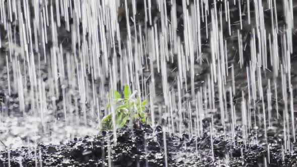 The Gardener Watering a Small Green Sprout of Cabbage From a Watering Can