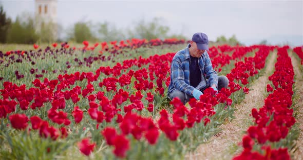 Farmer Working at Tulips Flower Plantation in Netherlands