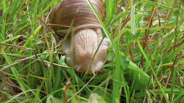 Close up of a white snail crawling slowly towards the camera through green blades of grass on the fo