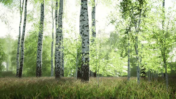 White Birch Trees in the Forest in Summer