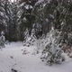 Snowy Forest Winter - VideoHive Item for Sale