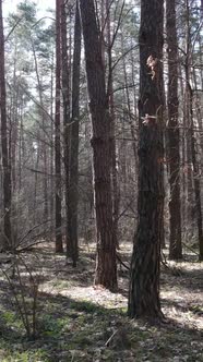 Vertical Video of the Pine Forest in the Afternoon