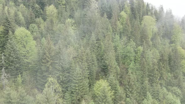 Ukraine, Carpathians: Forest Landscape. Aerial View. Flat, Gray