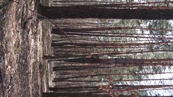 Vertical Video of Beautiful Forest Landscape