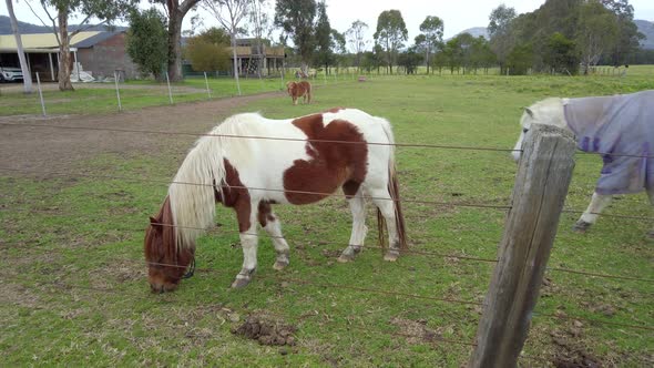 Cute little white & brown horse is eating grass and a beautiful white horse with light purple blanke