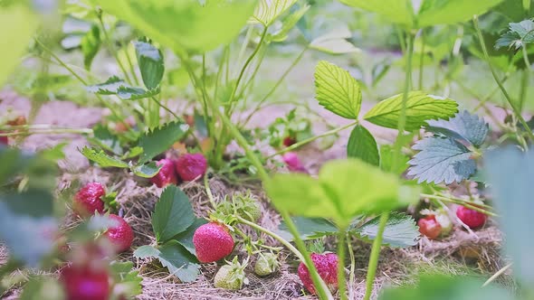 Many Red and Ripe Strawberry Fruits Hanging on a Bush While Growing