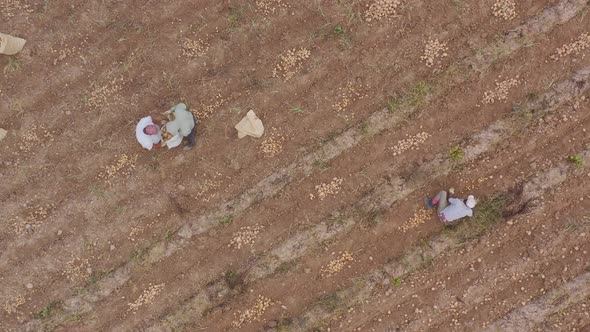 Aerial view as laborers harvest potatoes on dry farmland