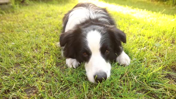 Outdoor Portrait of Cute Smiling Puppy Border Collie Lying Down on Grass Park Background