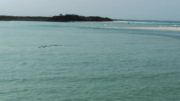 Pelicans flying and gliding over sea water of Noosa Heads in Australia