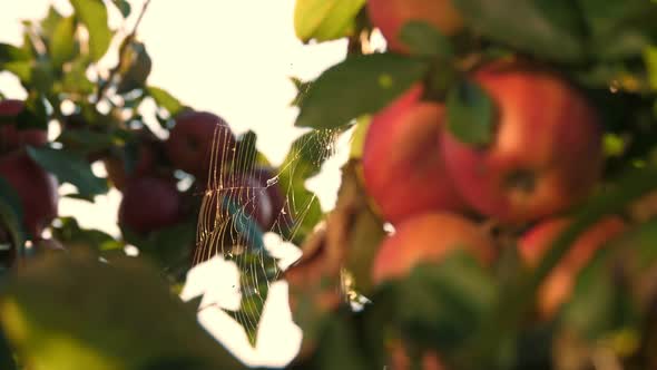 Apple Harvest