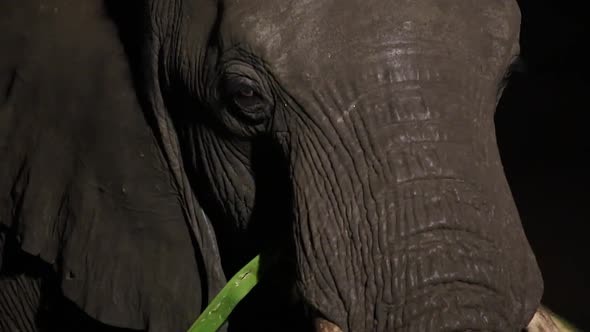 elephant at night chewing leaf