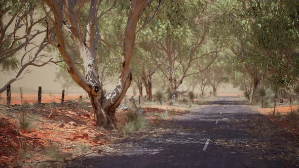 Open Road in Australia with Bush Trees