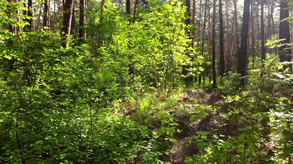 Green Bright Forest