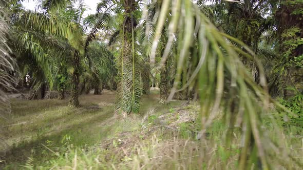 Sliding shot the oil palm plantation