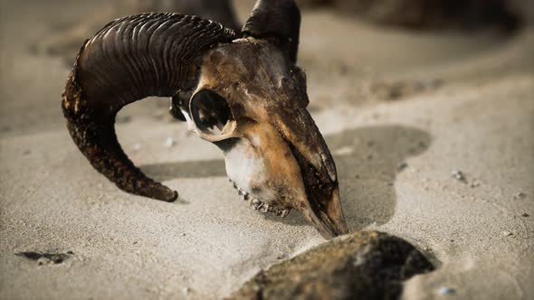 Skull with Ram Horns on the Beach