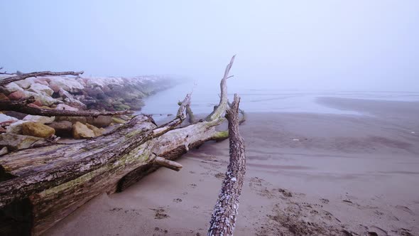 Wooden Branches Above the Beach in the Fog