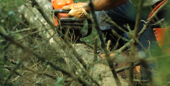 Man Working with Saw in the Woods