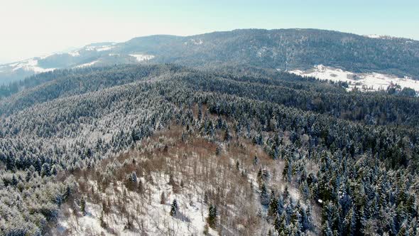 Aerial Winter Forest on the Mountain