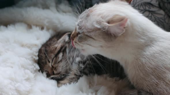 Dog helping mom cat to wash her kitten