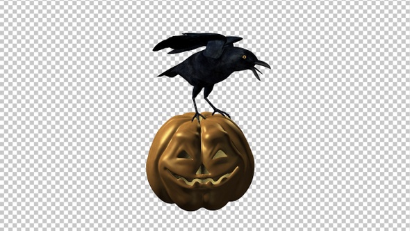 Angry Raven and Funny Pumpkin - Transparent Loop