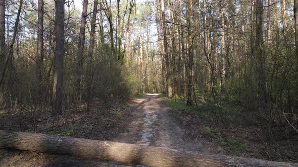 Road in the Forest During the Day Slow Motion