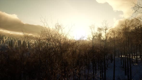 Fantastic Evening Winter Landscape alt