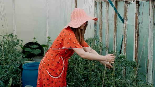 Young Woman Gardener Working with Plants in Greenhouse. A Girl Checks How Tomatoes and Cucumbers