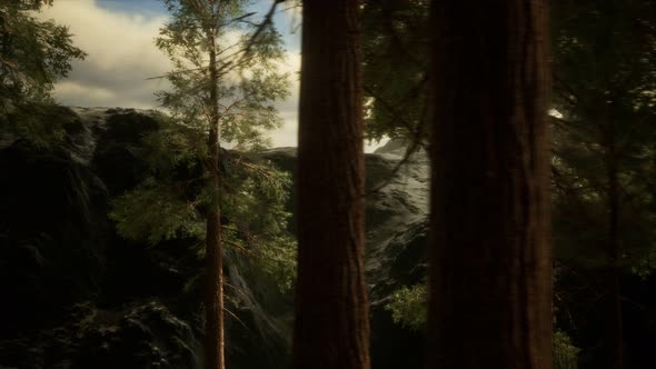 Fog and Pine Trees on Rugged Mountainside and Coming Storm